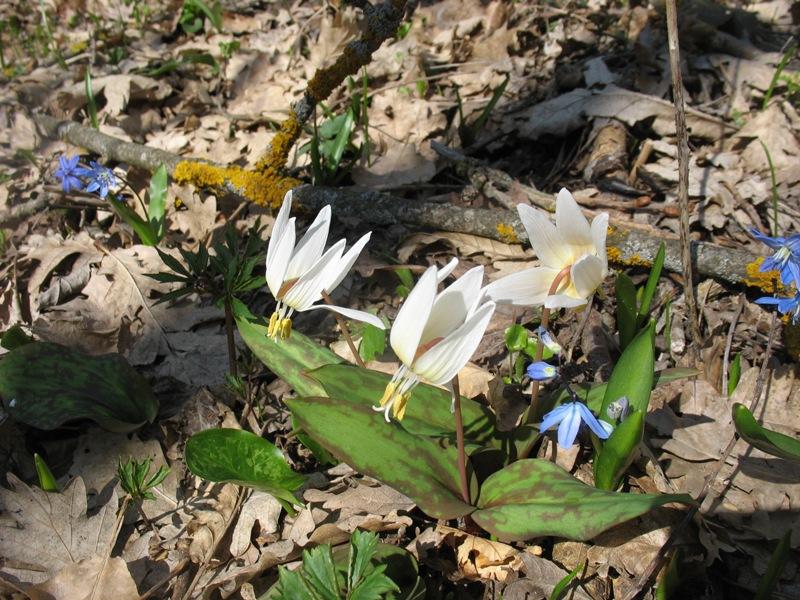 Erythronium caucasicum: Кандык кавказский