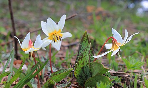 Erythronium caucasicum: Erythronium caucasicum Woronow. Subalpine-Alpine Zone on Mount Tabunnaya slopes in vicinities of Krasnaya Polyana, Sochi.