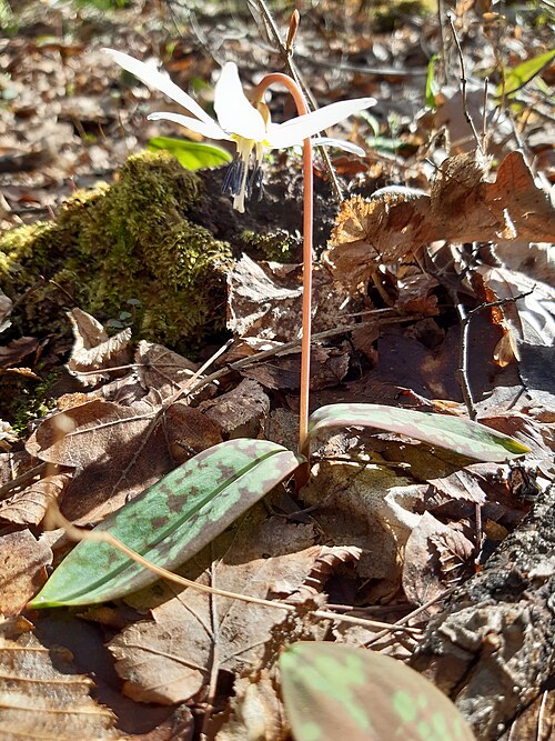 Dog's-tooth-violet: Erythronium dens-canis, the dog's-tooth-violet or dogtooth violet, is a bulbous herbaceous perennial flowering plant in the family Liliaceae, growing to 25 cm.