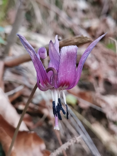 Dog's-tooth-violet (Erythronium dens-canis)