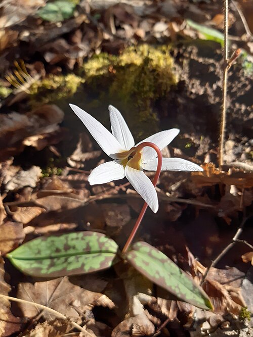 Dog's-tooth-violet: Erythronium dens-canis, the dog's-tooth-violet or dogtooth violet, is a bulbous herbaceous perennial flowering plant in the family Liliaceae, growing to 25 cm.