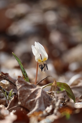 Dog's-tooth-violet (Erythronium dens-canis)