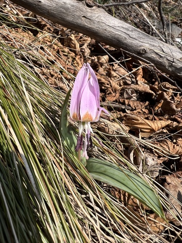 Dog's-tooth-violet