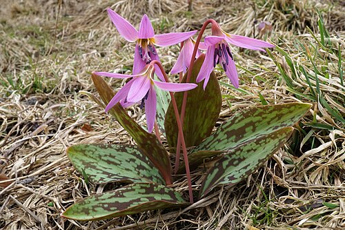 Dog's-tooth-violet: dogtooth violet Hundszahn măseaua ciutei