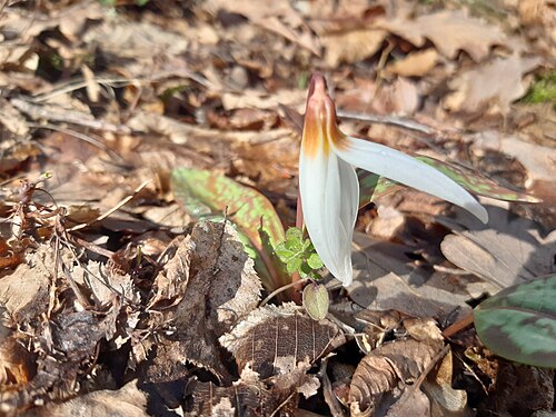 Dog's-tooth-violet: Erythronium dens-canis, the dog's-tooth-violet or dogtooth violet, is a bulbous herbaceous perennial flowering plant in the family Liliaceae, growing to 25 cm.