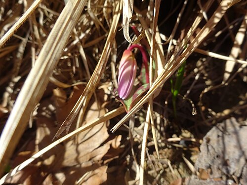 Dog's-tooth-violet: Dogtooth violet bud, Passo del Faiallo (Ligurian Apennine), March 2021