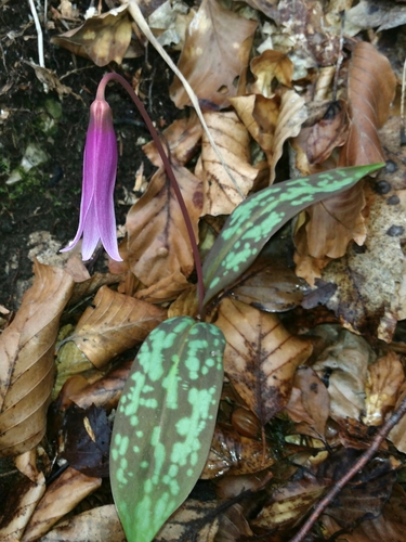 Dog's-tooth-violet (Erythronium dens-canis)