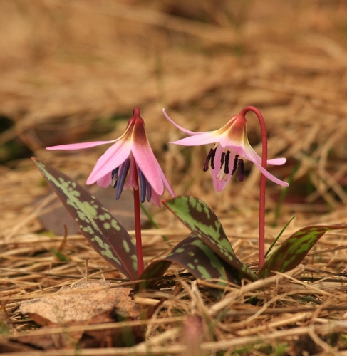 Dog's-tooth-violet (Erythronium dens-canis)