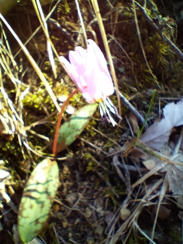Dog's-tooth-violet (Erythronium dens-canis)