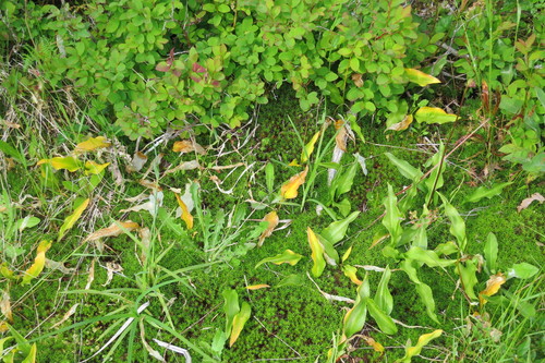 Coast Range fawnlily (Erythronium elegans)