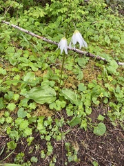 Coast Range fawnlily (Erythronium elegans)