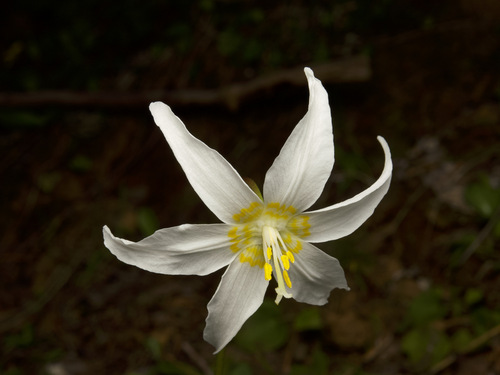 Coast Range fawnlily (Erythronium elegans)