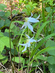 Coast Range fawnlily (Erythronium elegans)
