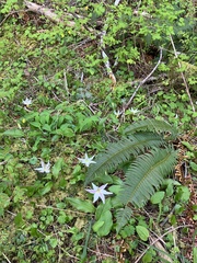 Coast Range fawnlily (Erythronium elegans)