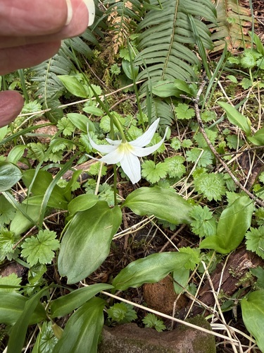 Coast Range fawnlily (Erythronium elegans)