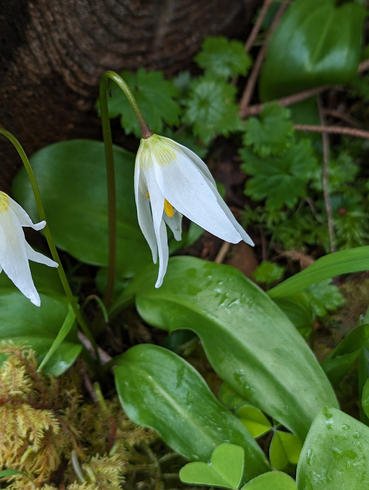 Coast Range fawnlily: Erythronium elegans, Tillamook County, US-OR, US, 2024-05-18 (iNaturalist).