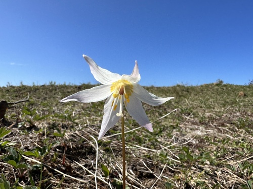Coast Range fawnlily (Erythronium elegans)