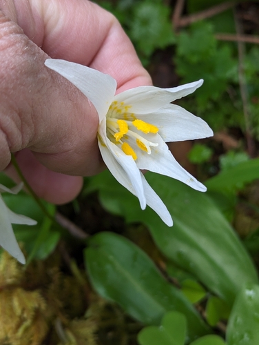 Coast Range fawnlily (Erythronium elegans)