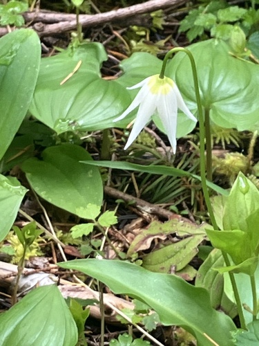 Coast Range fawnlily (Erythronium elegans)