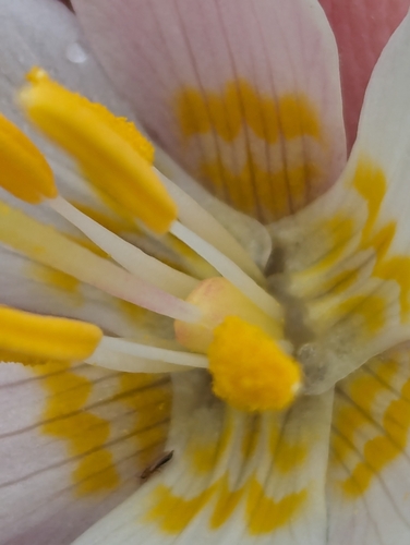 Coast Range fawnlily (Erythronium elegans)