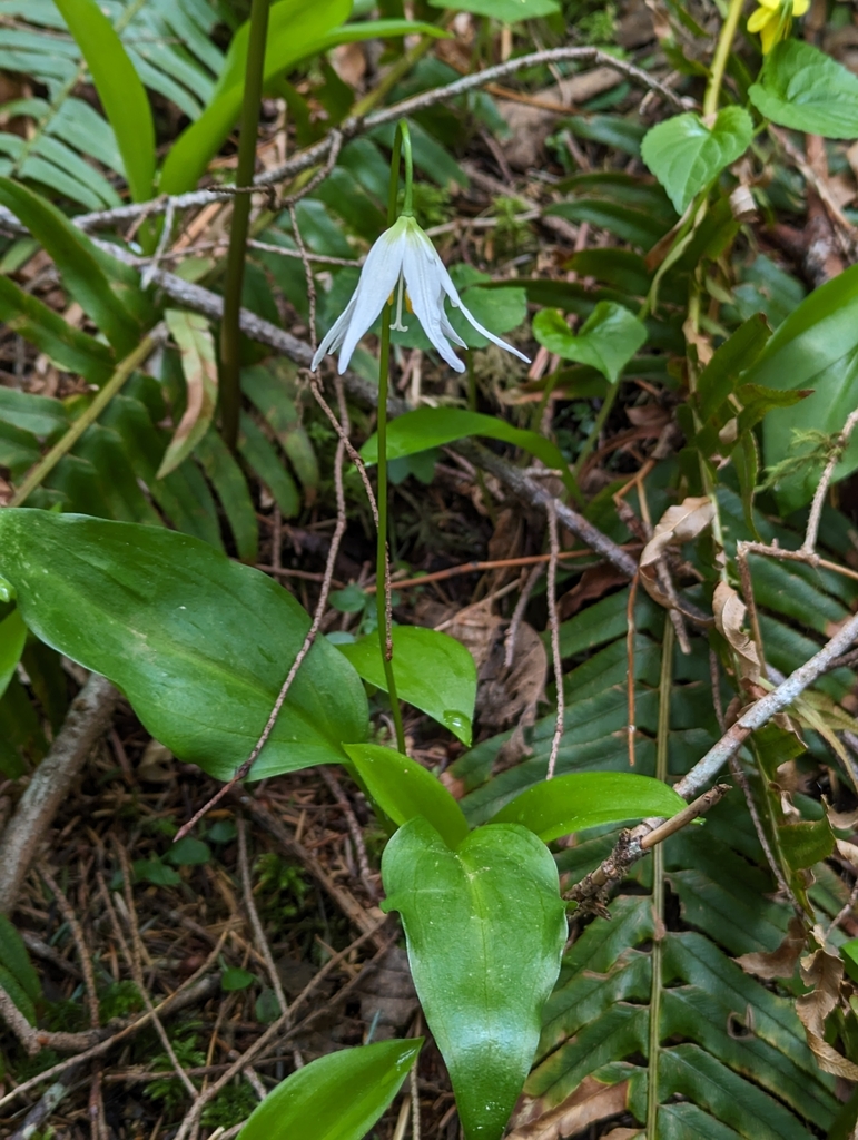 Coast Range fawnlily (Erythronium elegans)