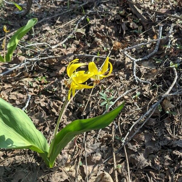 Yellow avalanche-lily (Erythronium grandiflorum)