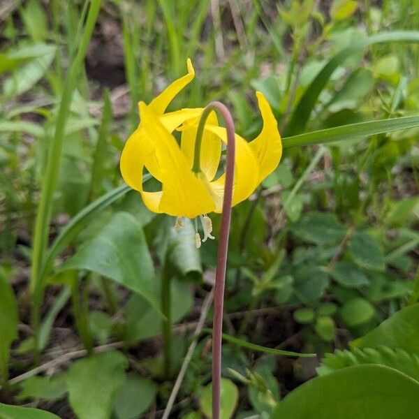 Yellow avalanche-lily (Erythronium grandiflorum)
