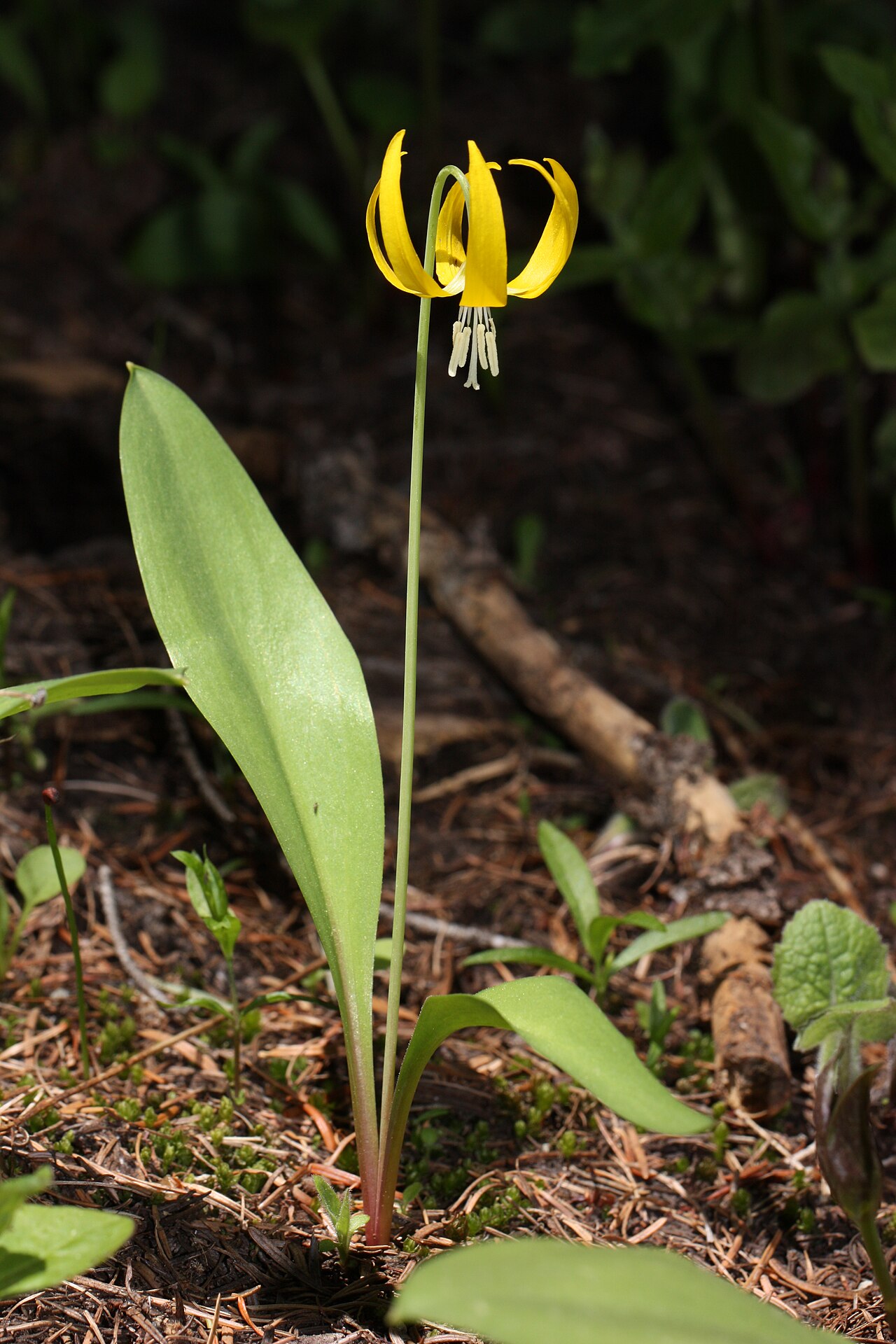 Yellow avalanche-lily: Yellow Avalanche-lily, Pale Fawn-lily, Yellow Fawn-lily Viewpoint location: Squilchuck_Trail #1200 to Clara Lake (5040 feet), Colockum State Wildlife Area Viewp