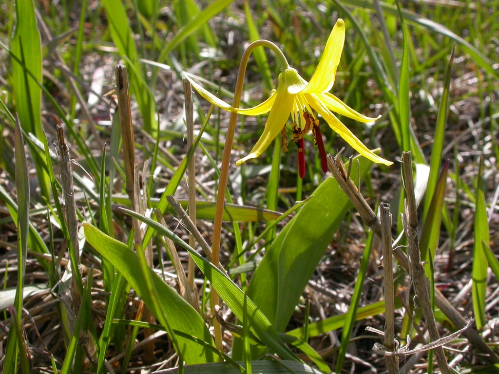 Yellow avalanche-lily: Erythronium grandiflorum