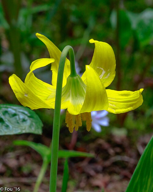 Yellow avalanche-lily: a short afternoon hike into Trophy Meadows in Wells Gray Park near Clearwater...the last remnants of this year's crop of Yellow Glacier Lillies (Erythronium gra