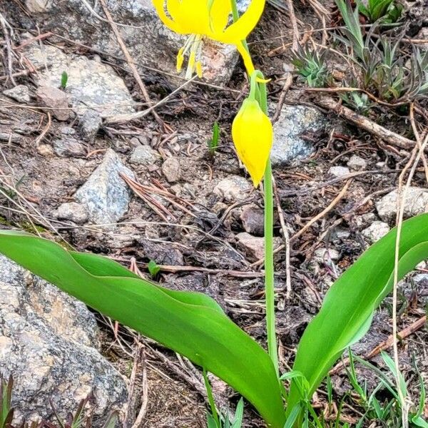 Yellow avalanche-lily (Erythronium grandiflorum)