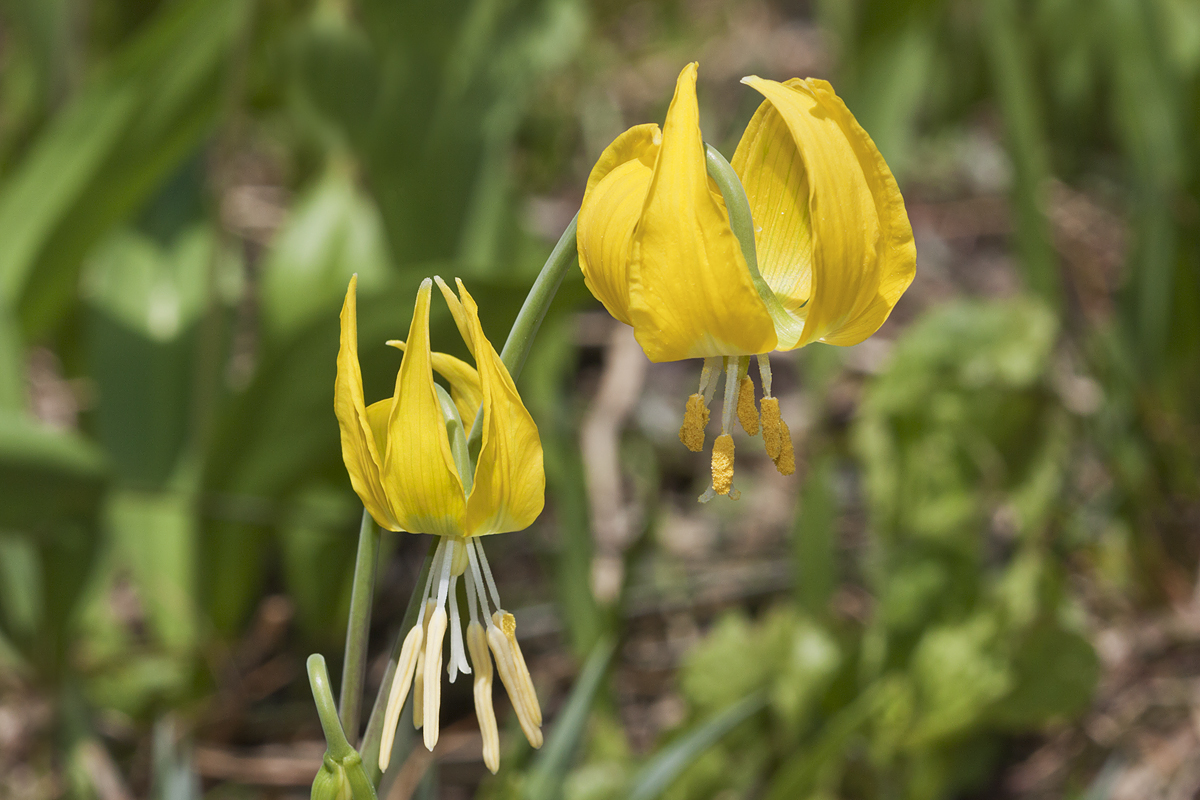 Yellow avalanche-lily: Erythronium grandiflorum . Iceberg Lake, Glacier National Park, MT, USA. July 19
