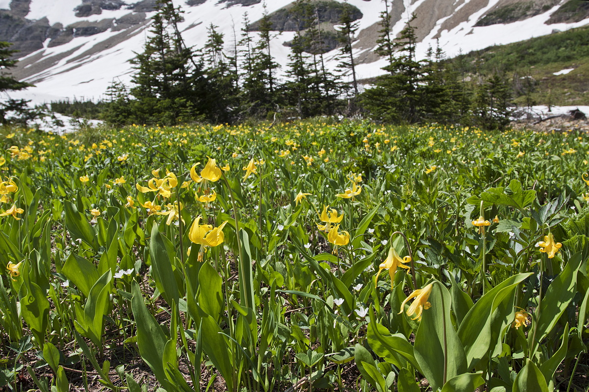 Yellow avalanche-lily: Erythronium grandiflorum . Iceberg Lake, Glacier National Park, MT, USA. July 19