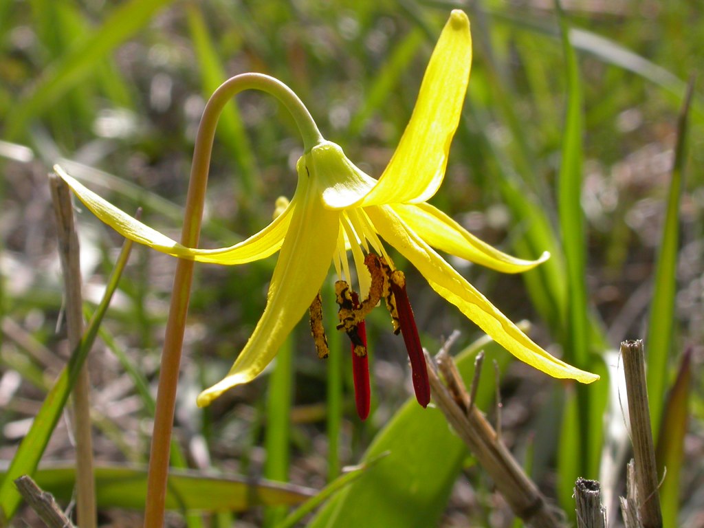 Yellow avalanche-lily: Erythronium grandiflorum
