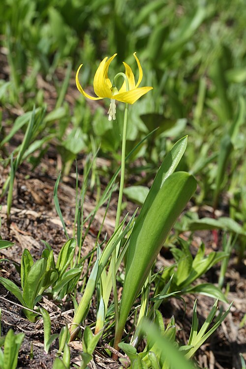 Yellow avalanche-lily: Yellow Fawn Lily