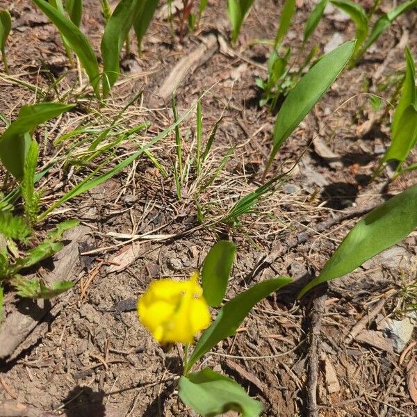 Yellow avalanche-lily (Erythronium grandiflorum)