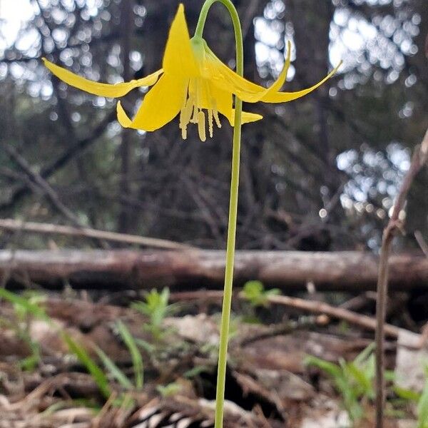 Yellow avalanche-lily (Erythronium grandiflorum)