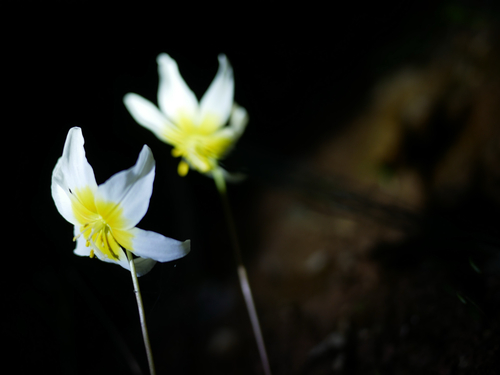 Pacific fawnlily (Erythronium helenae)