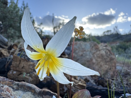 Pacific fawnlily (Erythronium helenae)