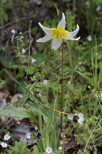 Pacific fawnlily (Erythronium helenae)