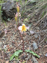 Pacific fawnlily (Erythronium helenae)