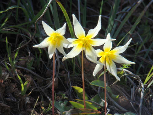 Pacific fawnlily (Erythronium helenae)