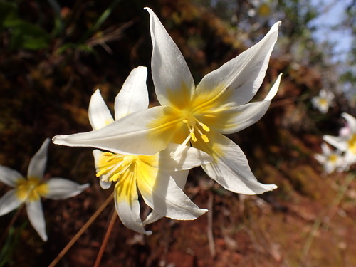Pacific fawnlily (Erythronium helenae)