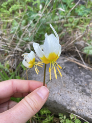 Pacific fawnlily (Erythronium helenae)