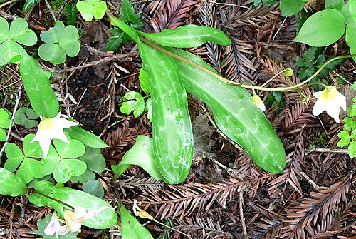 Pacific fawnlily: Photo of Erythronium helenae at the Regional Parks Botanic Garden , Berkeley, California