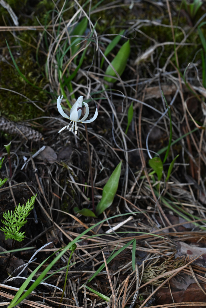 Howell's fawnlily (Erythronium howellii)