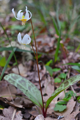 Howell's fawnlily (Erythronium howellii)