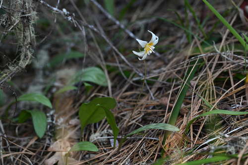 Howell's fawnlily (Erythronium howellii)