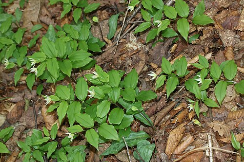 Erythronium japonicum: Disporum smilacinum and Erythronium japonicum in Mount Yokoyama, Nagahama, Shiga Prefecture, Japan.