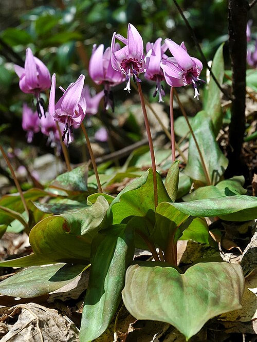 Erythronium japonicum: Erythronium japonicum